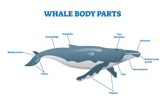 Whale body parts vector illustration. Labeled educational mammal structure.