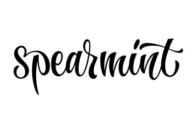 Spearmint - vector hand drawn calligraphy style lettering word. Isolated script spice text label. Labels, shop design, cafe decore etc
