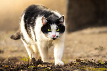 A stray cat on a concrete background and in a beautiful warm light goes to the camera, a cool animal