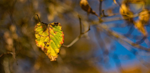 Leaf Autumn