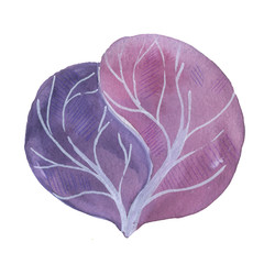 Obraz premium Watercolor illustration of a Red Cabbage. vegetable isolated
