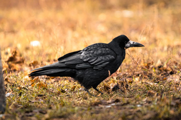Fototapeta premium Rook on earth looking for food, a sharp exponential and illustrative frame of a bird