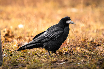 Rook on earth looking for food, a sharp exponential and illustrative frame of a bird