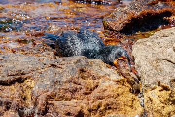 Kapkormoran würgt Fisch hinunter