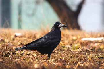 A rook bird runs somewhere on a beautiful background, the photo is in focus and sharp