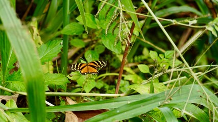 Schmetterling Costa Rica