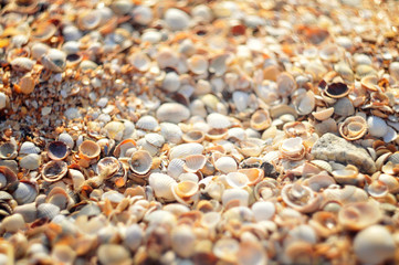 Sea shell beach. Lots of little seashells close up. beach in the sunset 