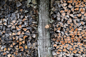 Holzstapel mit Baum im Schwarzwald