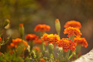 Marigold in the sunset. beautiful closeup of orange flowers