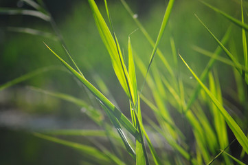 Blurred background of fresh green grass closeup