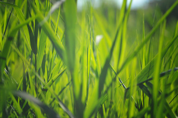 Blurred background of fresh green grass closeup