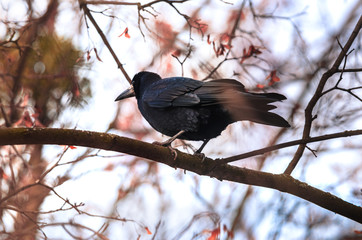 Rook on a branch from the back, about to take off, sharp photo on a beautiful bright background
