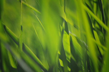 Blurred background of fresh green grass closeup