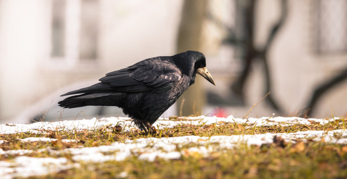 Rook Photo From The Ground, Looking For A Living In An Urban Setting