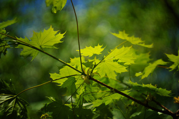 spring background with maple branch close up with new leaves