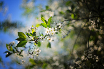 Cherry branch blooming in white flowers. New green leaves bloomed in spring
