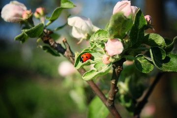 Fototapeta premium spring background. Ladybug on a branch of apple tree. New leaves and buds