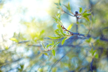 New young leaves are blooming on a spring tree