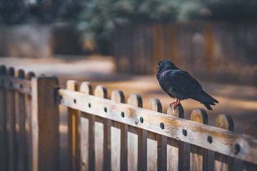 Black pigeon on the top of a wooden fence