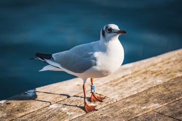 Small specimen of Black-headed gull in its winter plumage