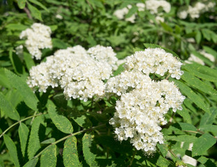 White flowers of rowan, close-up. Sunny spring day