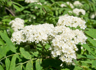 White flowers of rowan, close-up. Sunny spring day