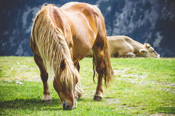 Naklejka na ściany i meble Chestnut horse grazing in the highlands of the Pyrenees