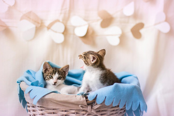 Małe kotki - obrazy, fototapety, plakaty