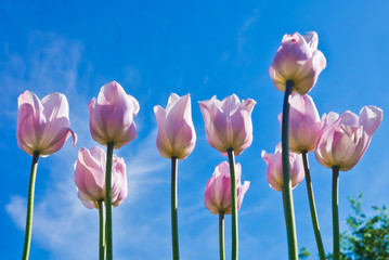 Fototapeta premium pink tulips against blue sky background in sunny spring day