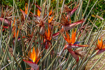 Mehere PAradiesvogelblumen/Strelitzien