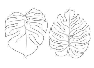 Monstera leaf outline vector illustration. Set of tropical leaves isolated on white background. © Olga