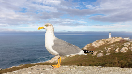 Fototapeta na wymiar A seagull on a wall on the Atlantic coast in northern Spain in Galicia with sunshine and a blue sky. In the background the rocky coastal landscape and the Roncadoira lighthouse.