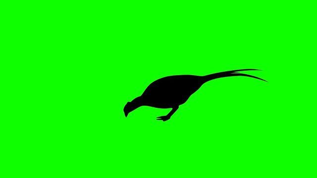 Silhouette of the pheasant, animation on the green background