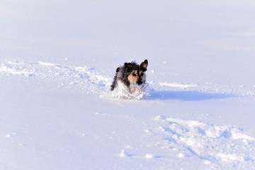 dog in snow