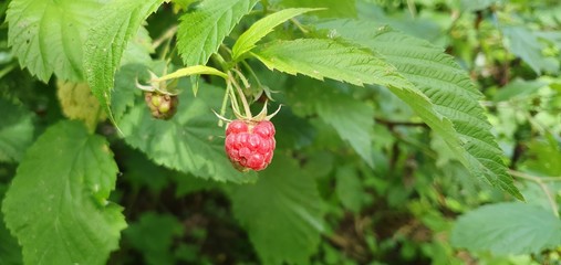 raspberry on a bush