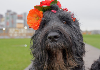 Large black dog sit on path, looking directly into camera, friendly Pets wear wreaths on their heads in form of flowers. Funny docile animals enjoy warm spring day. Free space for advertising.