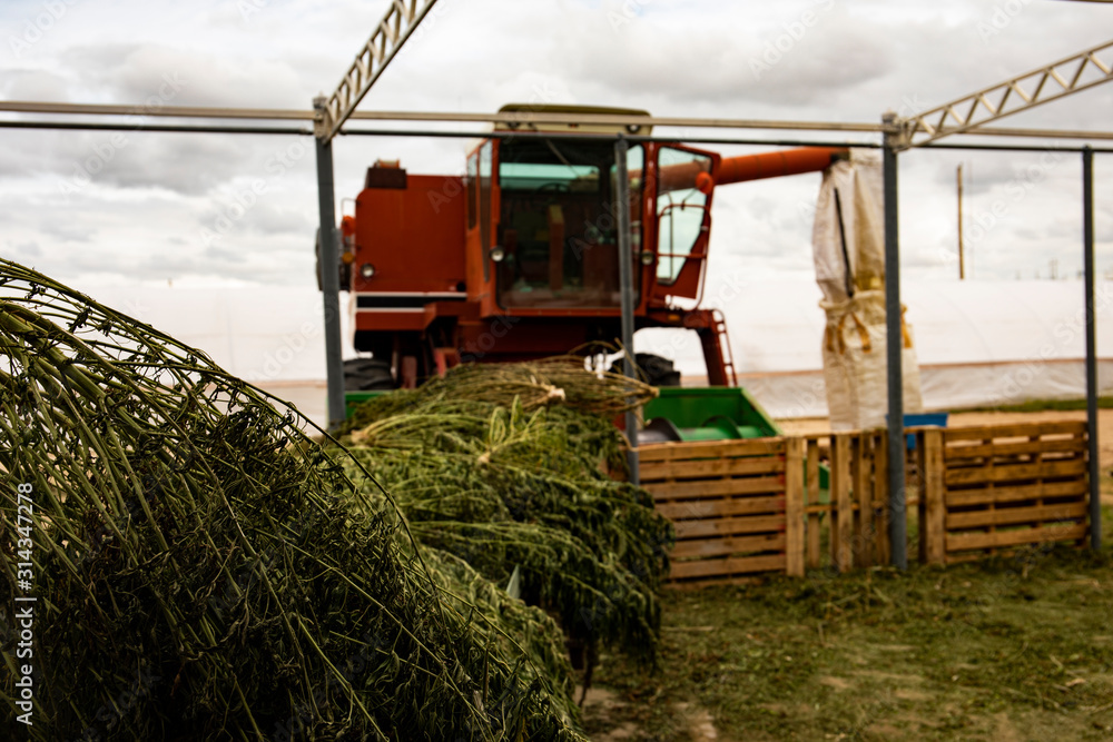 Wall mural hemp processing