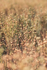 Ripe flax capsules in field, selective focus