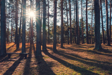 Pine tree forest with long shadow cast