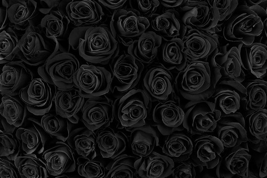 Black Rose Images – Browse 9,022 Stock Photos, Vectors, and Video