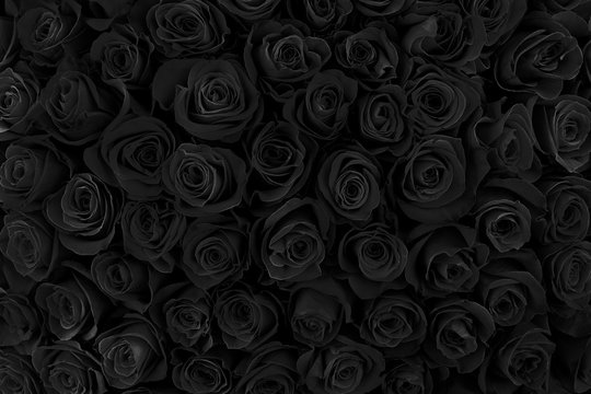 Download Abysscolored Black Rose Iphone Wallpaper  Wallpaperscom