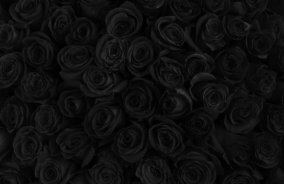 Black rose flower rose HD phone wallpaper  Peakpx