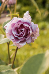 close up of white flower