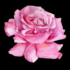 Pink rose flower blossom art. Illustration print. 
