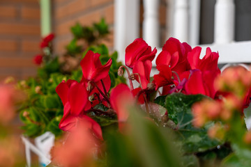 Flores rojizas