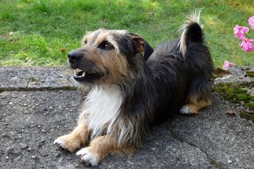 dog want to play