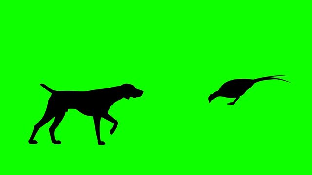 Hunting dog and a pheasant, animation on the green background