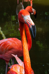 Flamingo in water close up, Reflections in Water, Tropical Wildlife, Flamingo Background Landscape, Royalty Free Stock Photography