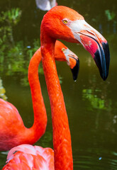 Flamingo in water close up, Reflections in Water, Tropical Wildlife, Flamingo Background Landscape, Royalty Free Stock Photography