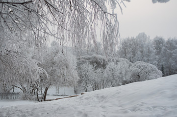 snow trees near the pond, snow, cold, winter